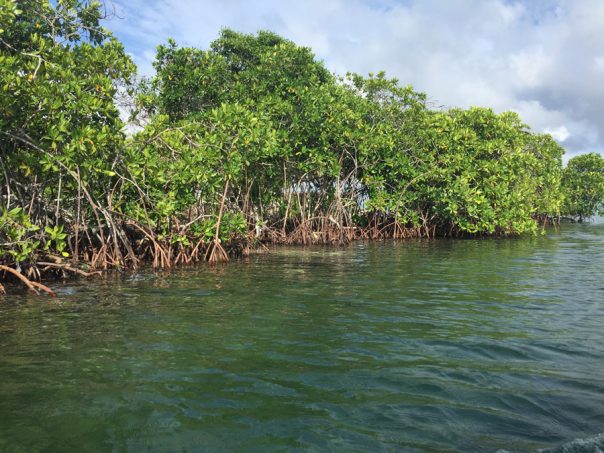 Fundacion-Islas-del-Rosario-3
